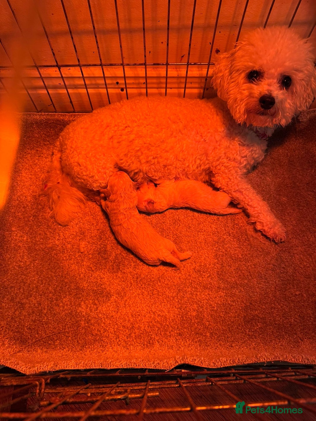 Cavachon dogs for sale: CAVACHON F1 PUPS DNA CLEAR - Advert 2