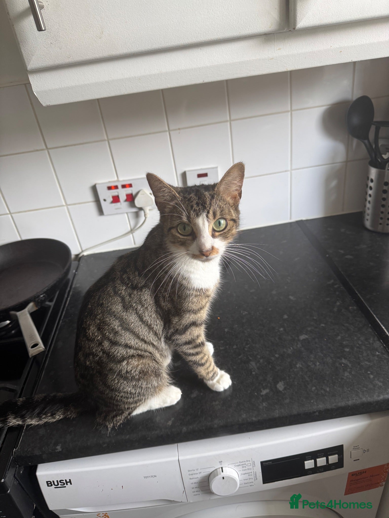 Mixed Breed cats 5 beautiful kittens for sale - Advert 2