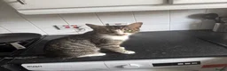 Mixed Breed cats for sale: 5 beautiful kittens for sale - Advert 1