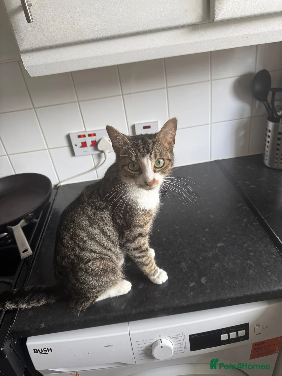 Mixed Breed cats for sale: 5 beautiful kittens for sale - Advert 1