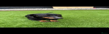 Miniature Dachshund 1