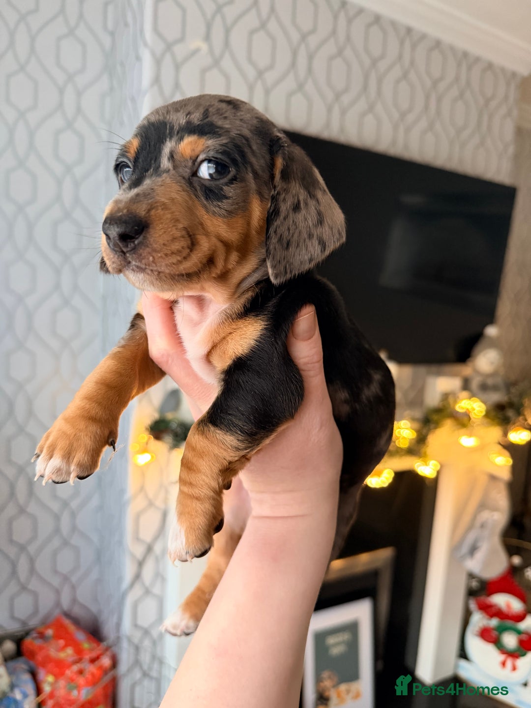 Dachshund dogs for sale: Family dogs first puppies - stunning Dachshunds  - Advert 23