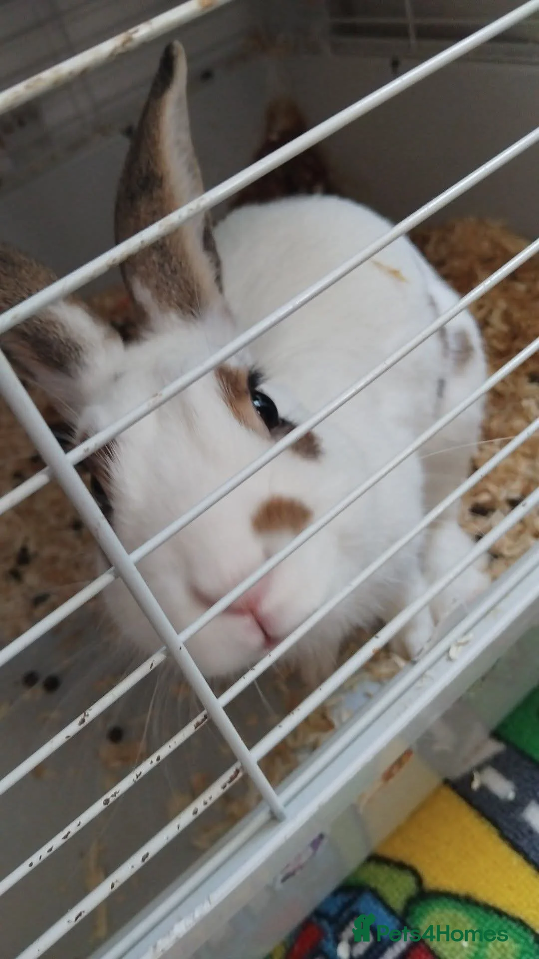 Dutch rabbits for sale: Rabbit  in Rochester - Advert 1