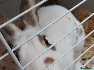 Dutch rabbits Rabbit - Advert 1