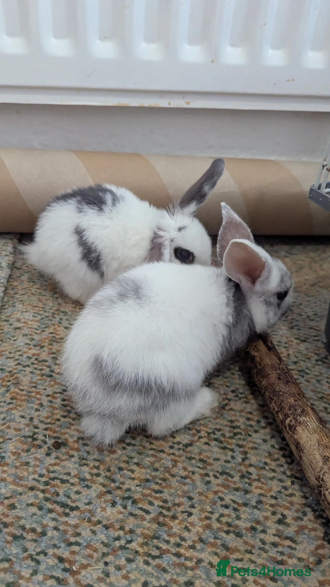 Mixed Breed rabbits for sale: 2 X Baby Rabbits (Lop) in Southampton - Advert 6
