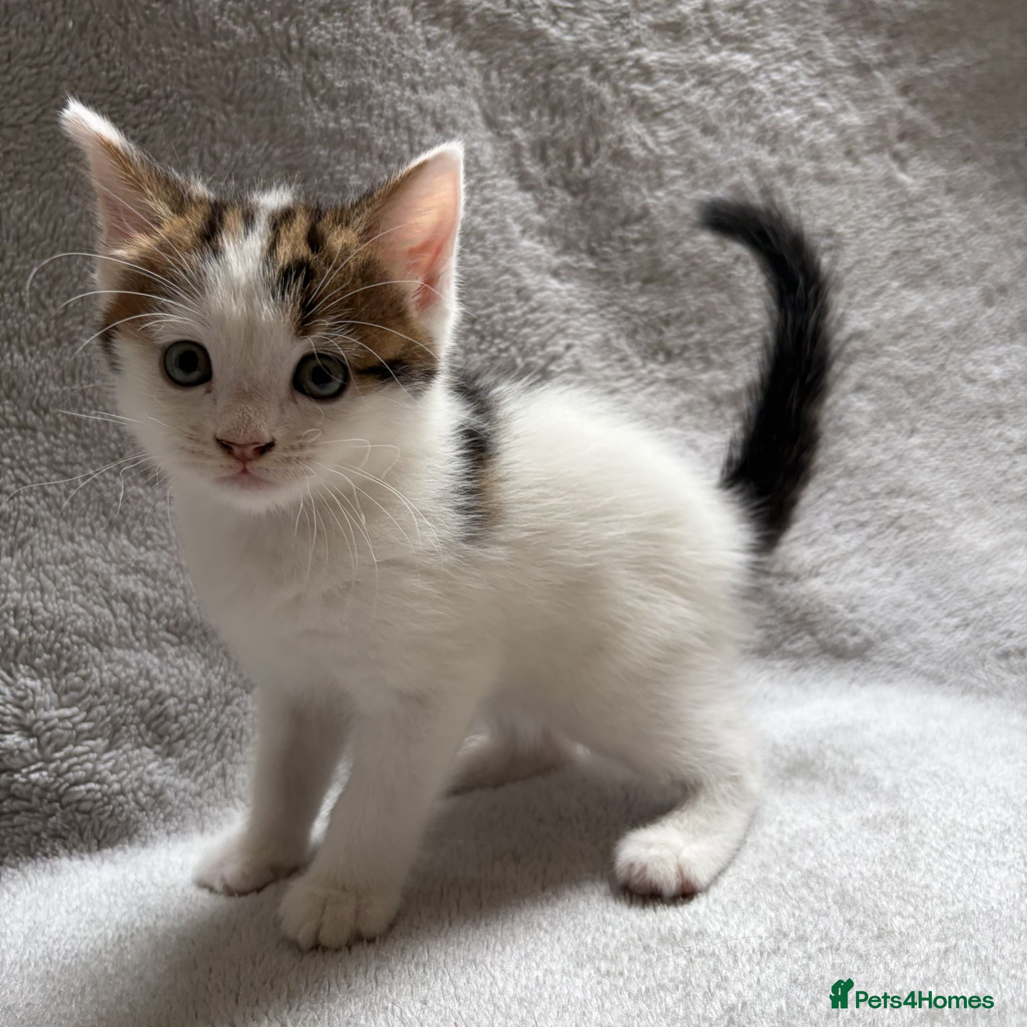 Mixed Breed cats Adorable Kittens Looking for Their Forever Home - Advert 1