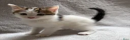 Mixed Breed cats for sale: Adorable Kittens Looking for Their Forever Home - Advert 1
