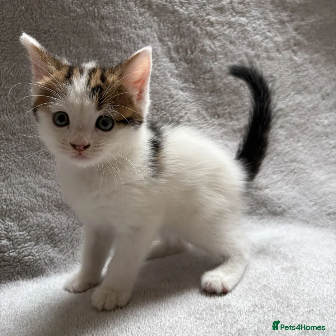 Mixed Breed cats for sale: Adorable Kittens Looking for Their Forever Home - Advert 1