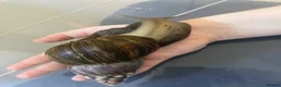 Snails invertebrates for sale: 2 lovely Giant African Land Snails with everything - Advert 2