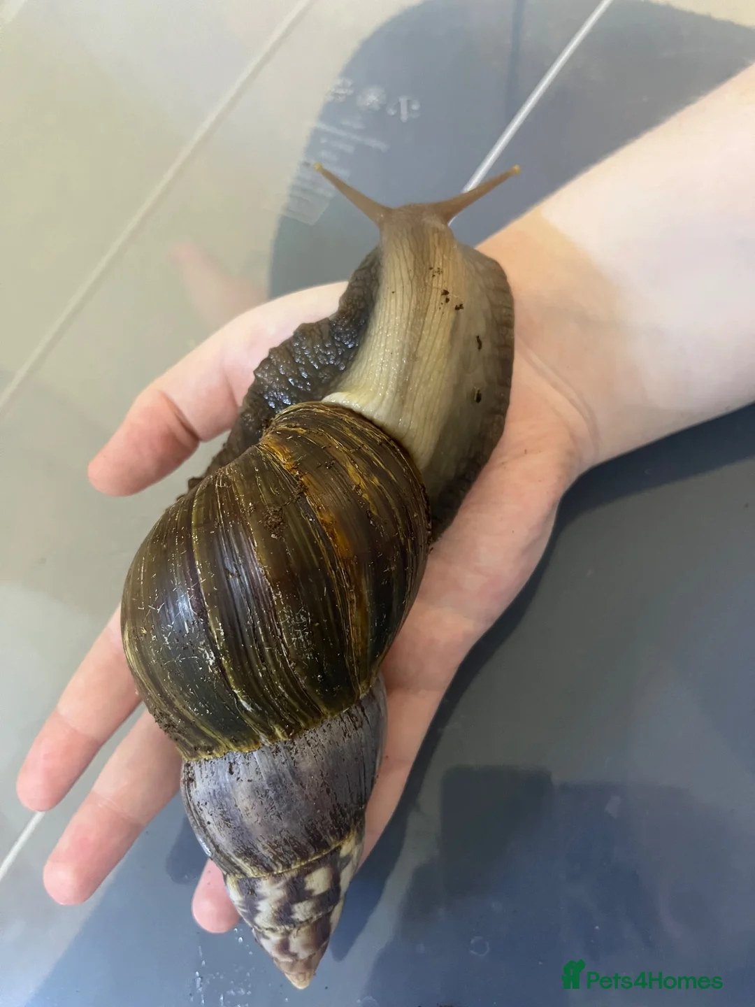 Snails invertebrates for sale: 2 lovely Giant African Land Snails with everything - Advert 2