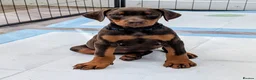Dobermann dogs for sale: KC REGISTERED DOBERMANN PUPS – EXCEPTIONAL LITTER - Advert 31