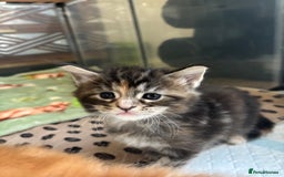 Maine Coon cats for sale: Maine coons - Image 9
