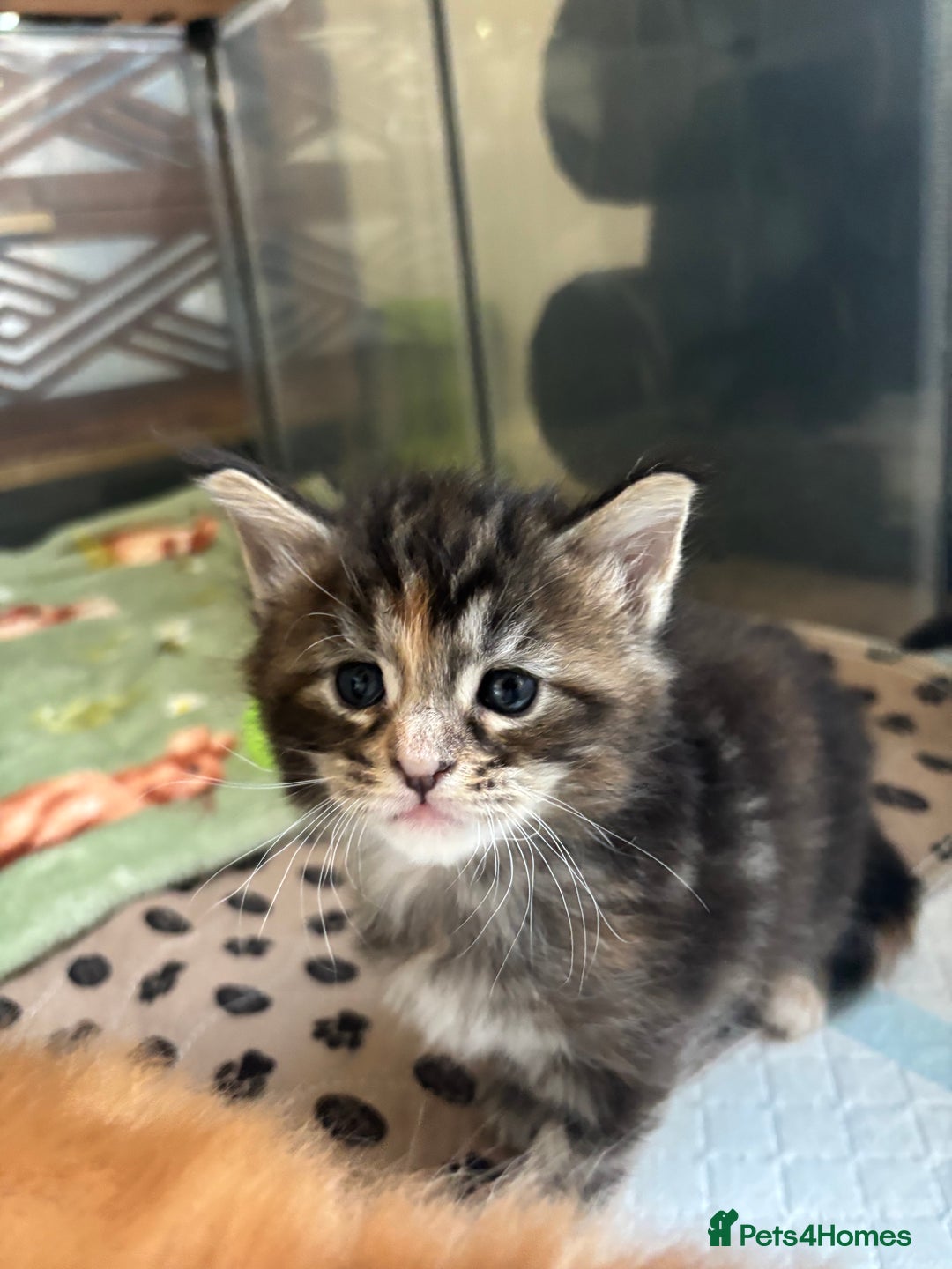 Maine Coon cats for sale: Maine coons - Image 9
