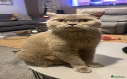 British Shorthair cats for sale: GCCF Registered 5 Generation British Shorthair - Image 2