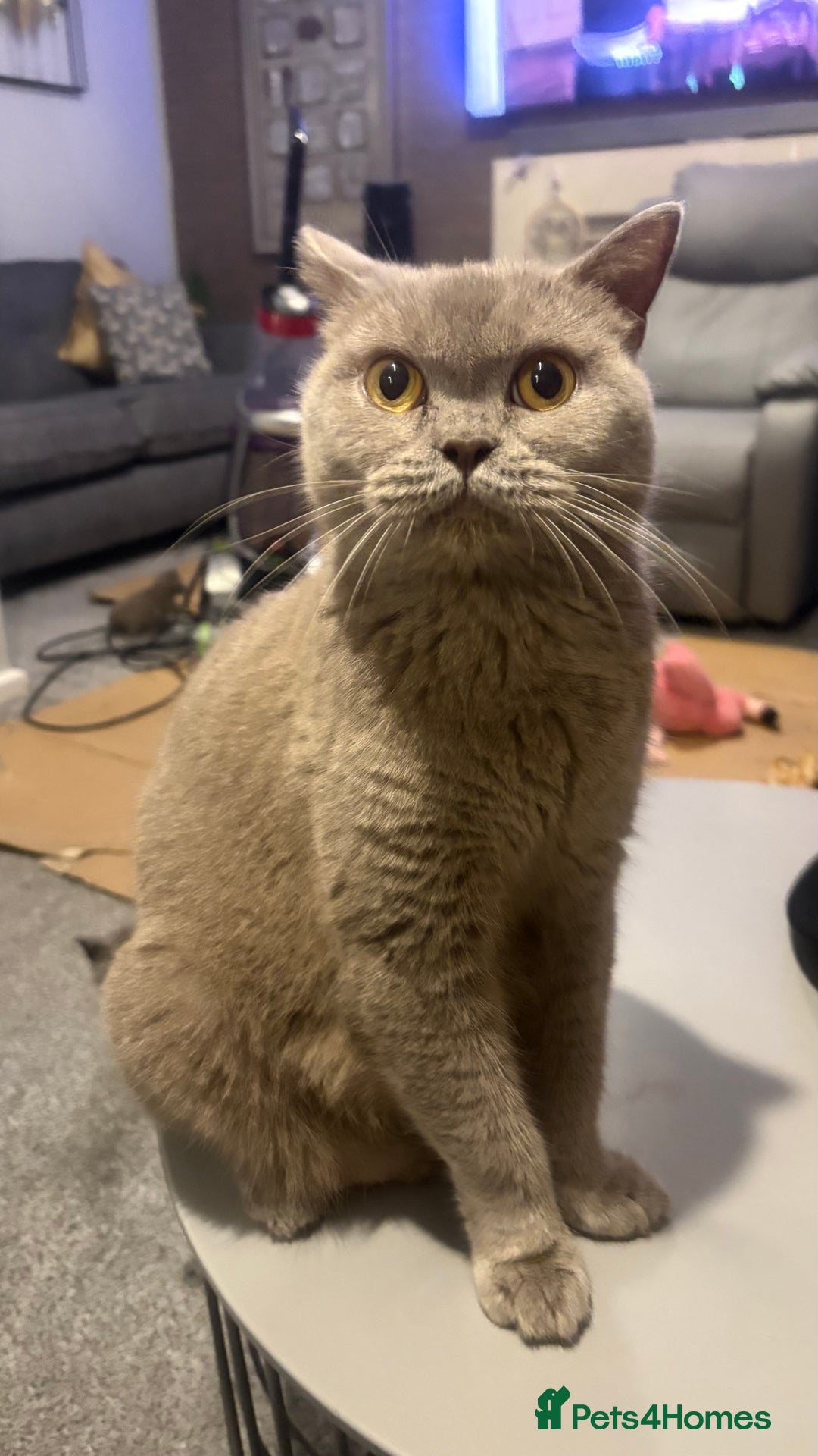 British Shorthair cats for sale: GCCF Registered 5 Generation British Shorthair - Image 2