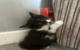 Maine Coon cats for sale: Kittens for sale  - Image 7