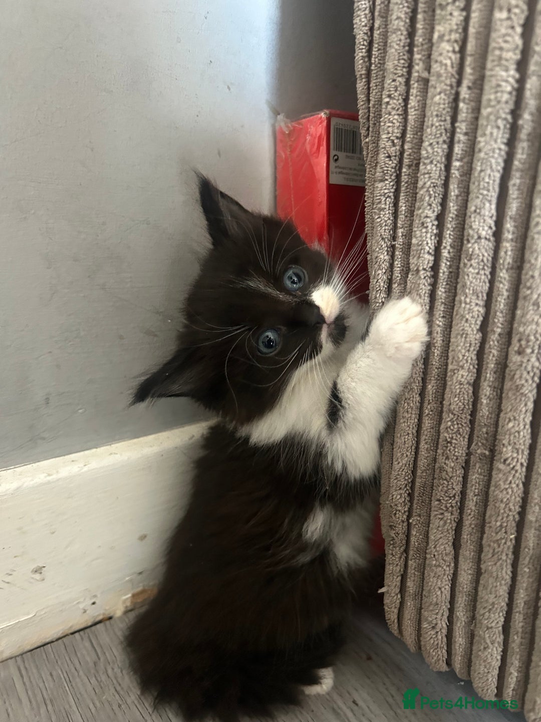 Maine Coon cats for sale: Kittens for sale  - Image 7