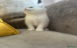 Scottish Fold cats for sale: LAST ONE - READY to LEAVE - PEDIGREE  - Image 8