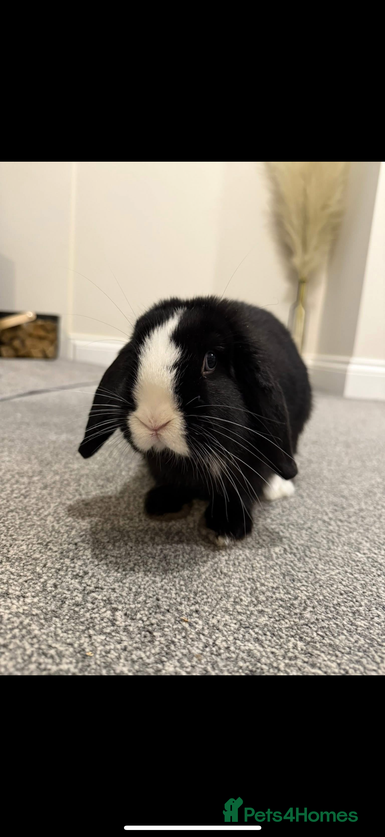 Mini Lop rabbits Gorgeous bunny for rehoming  - Advert 2