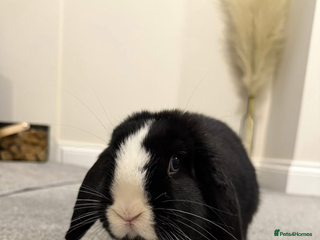 Mini Lop rabbits Gorgeous bunny for rehoming - Advert 2
