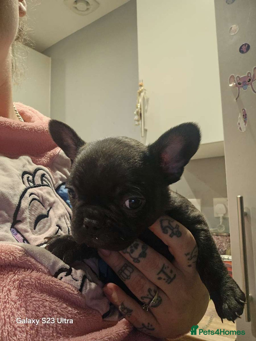 French Bulldog dogs for sale: French bulldog puppys for sale  - Advert 8