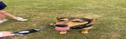 Mixed Breed dogs for sale: Male mixed breed dog aged 1 in Wakefield - Advert 3