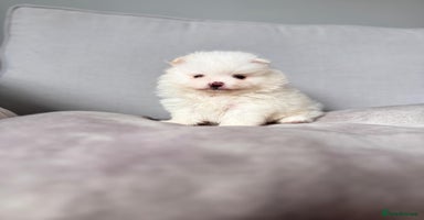 Pomeranian dogs - Advert 5