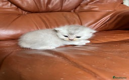 British Shorthair cats for sale: British shorthair kittens - Image 13