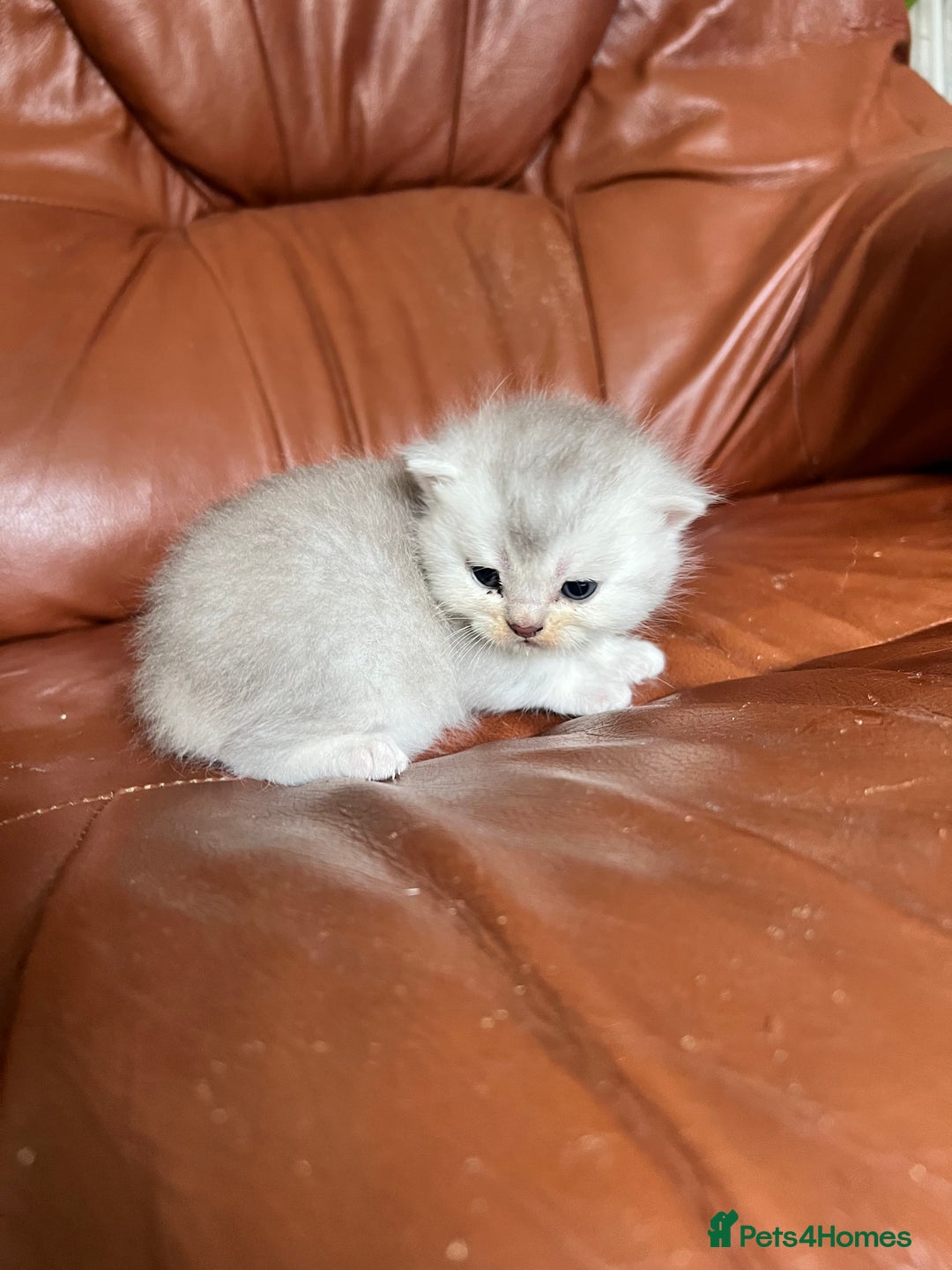 British Shorthair cats for sale: British shorthair kittens - Image 13