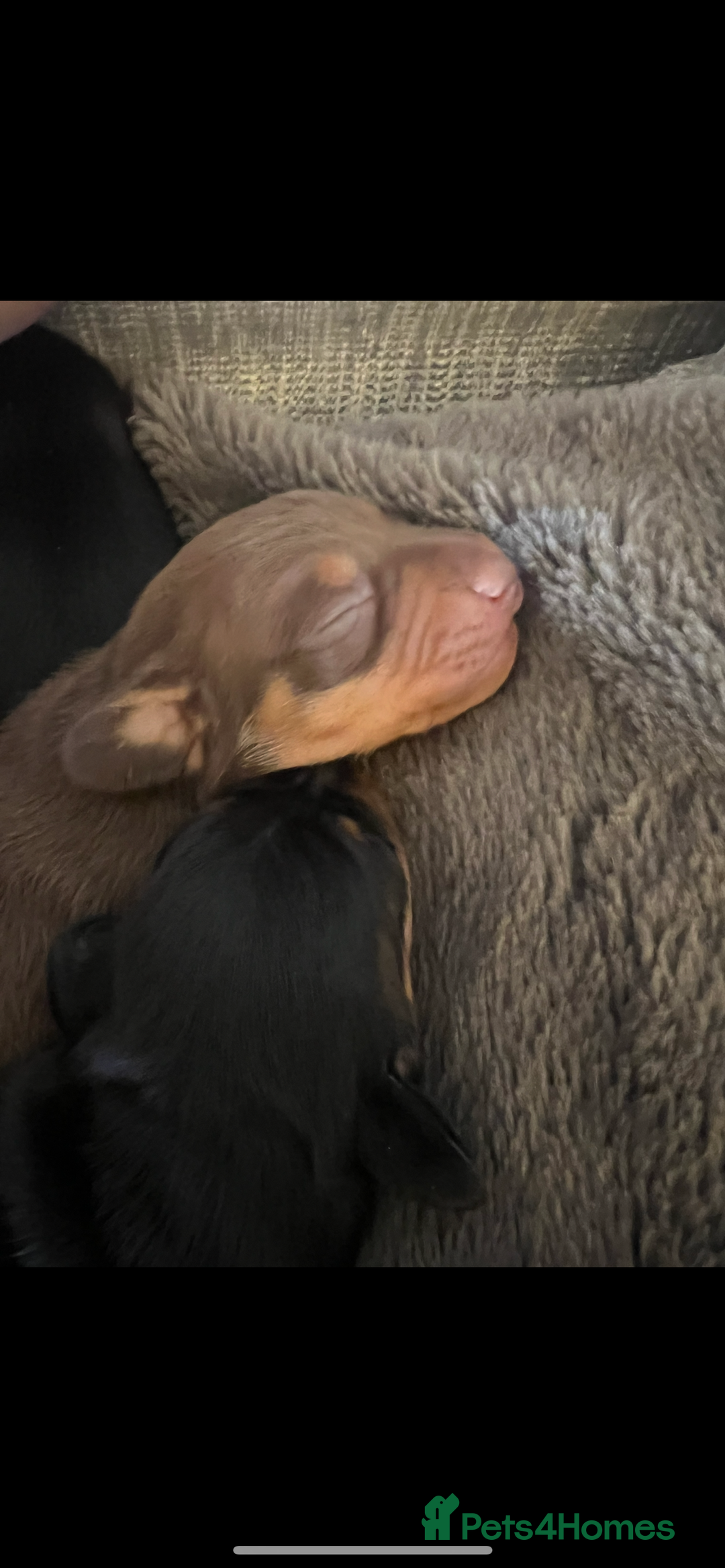 Miniature Dachshund dogs for sale: Beautiful KC registered miniature dachshund  - Image 5