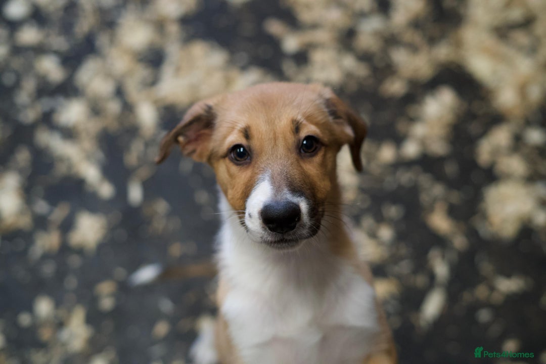 Mixed Breed dogs for sale: Stunning Border Collie x Welsh Collie - Image 2