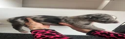 Greyhound dogs for sale: Grayhound x bullmastiff  - Advert 20