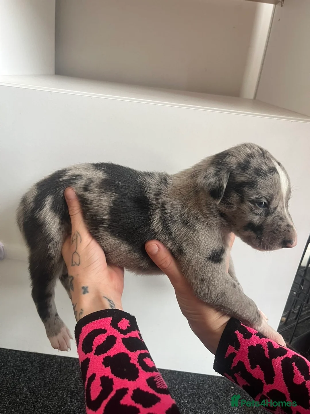 Greyhound dogs for sale: Grayhound x bullmastiff  - Advert 20