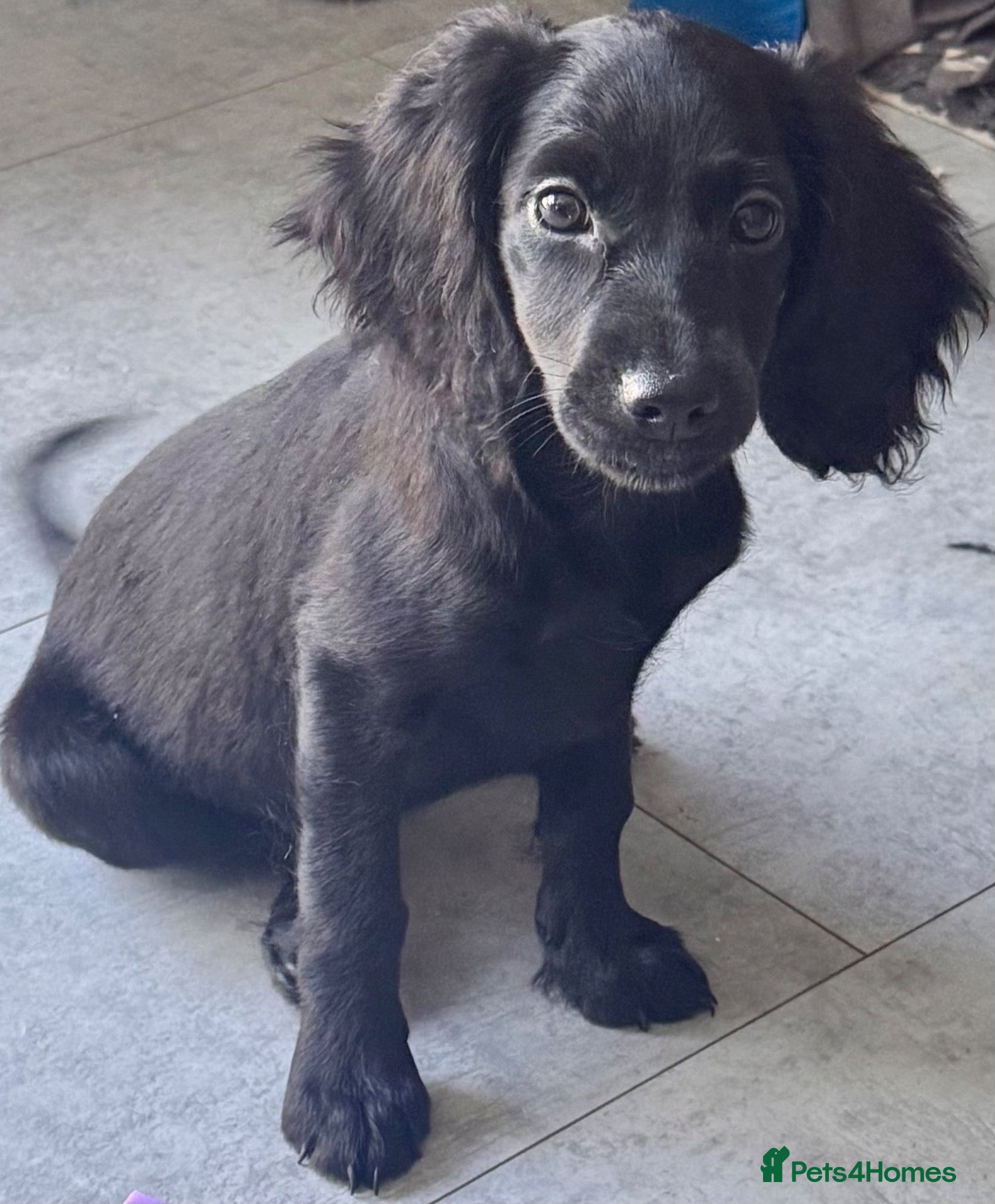 Cockapoo dogs 3 REMAINING FULLY VACCINATED/HEALTH CHECKED  - Advert 2