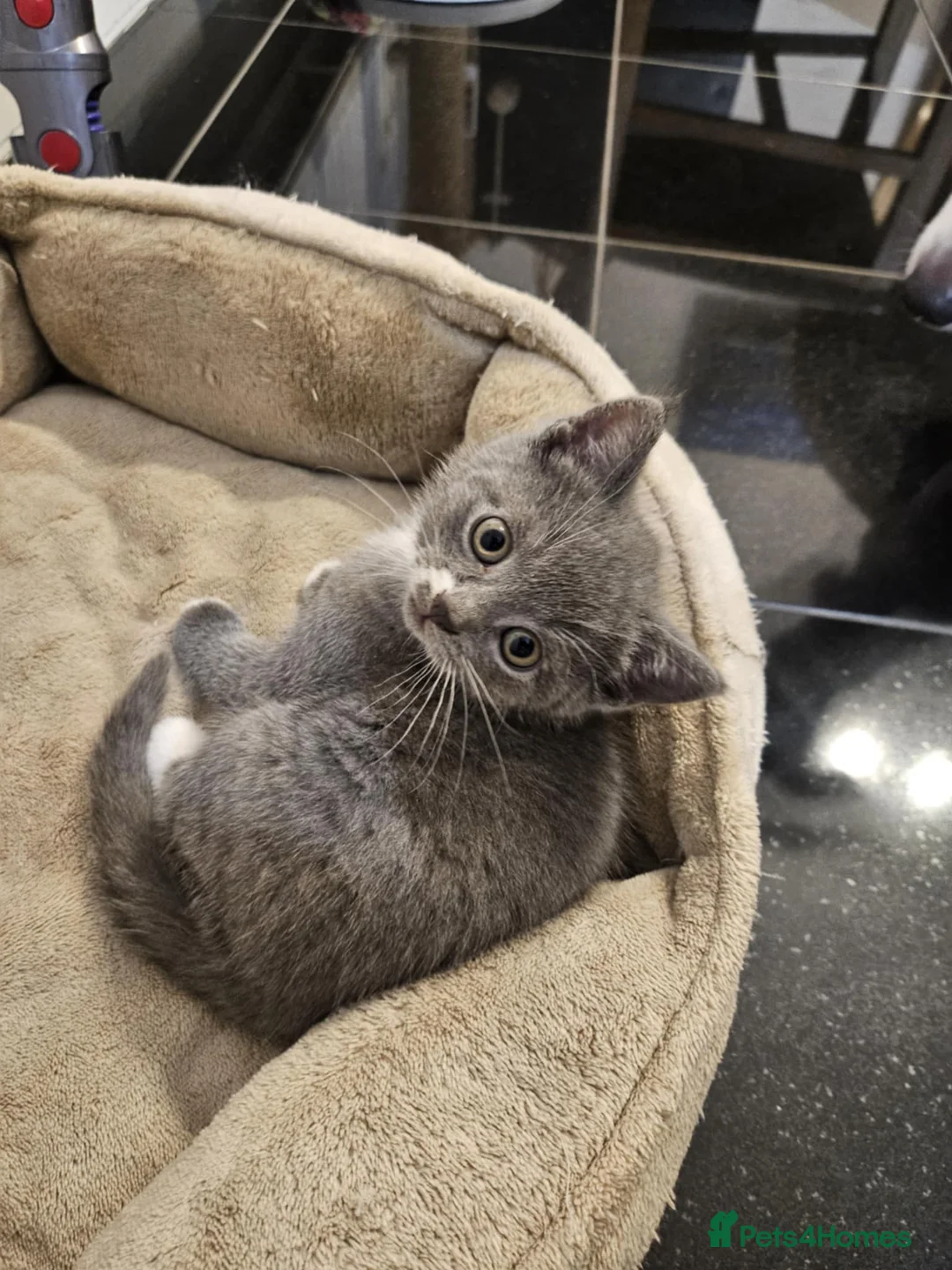 Mixed Breed cats for sale: Two beautiful mixed with British shorthairs  in Basildon - Advert 4