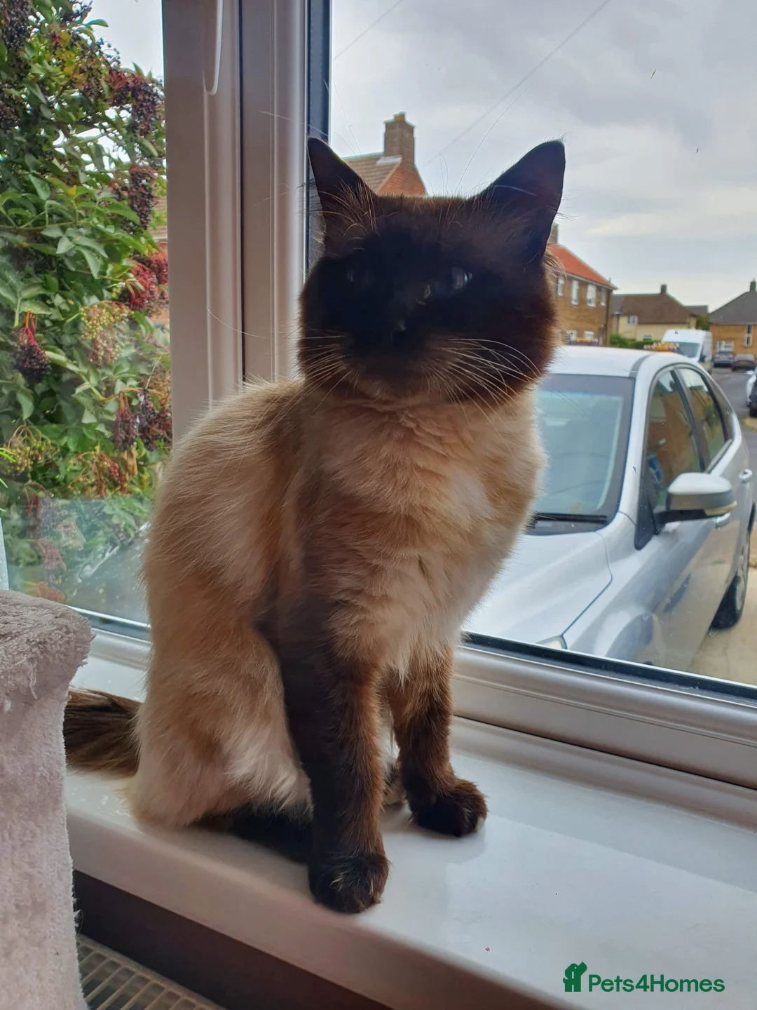 Ragdoll cats for sale: Beautiful Ragdoll Kittens – Only 2 Boys Left - Advert 2