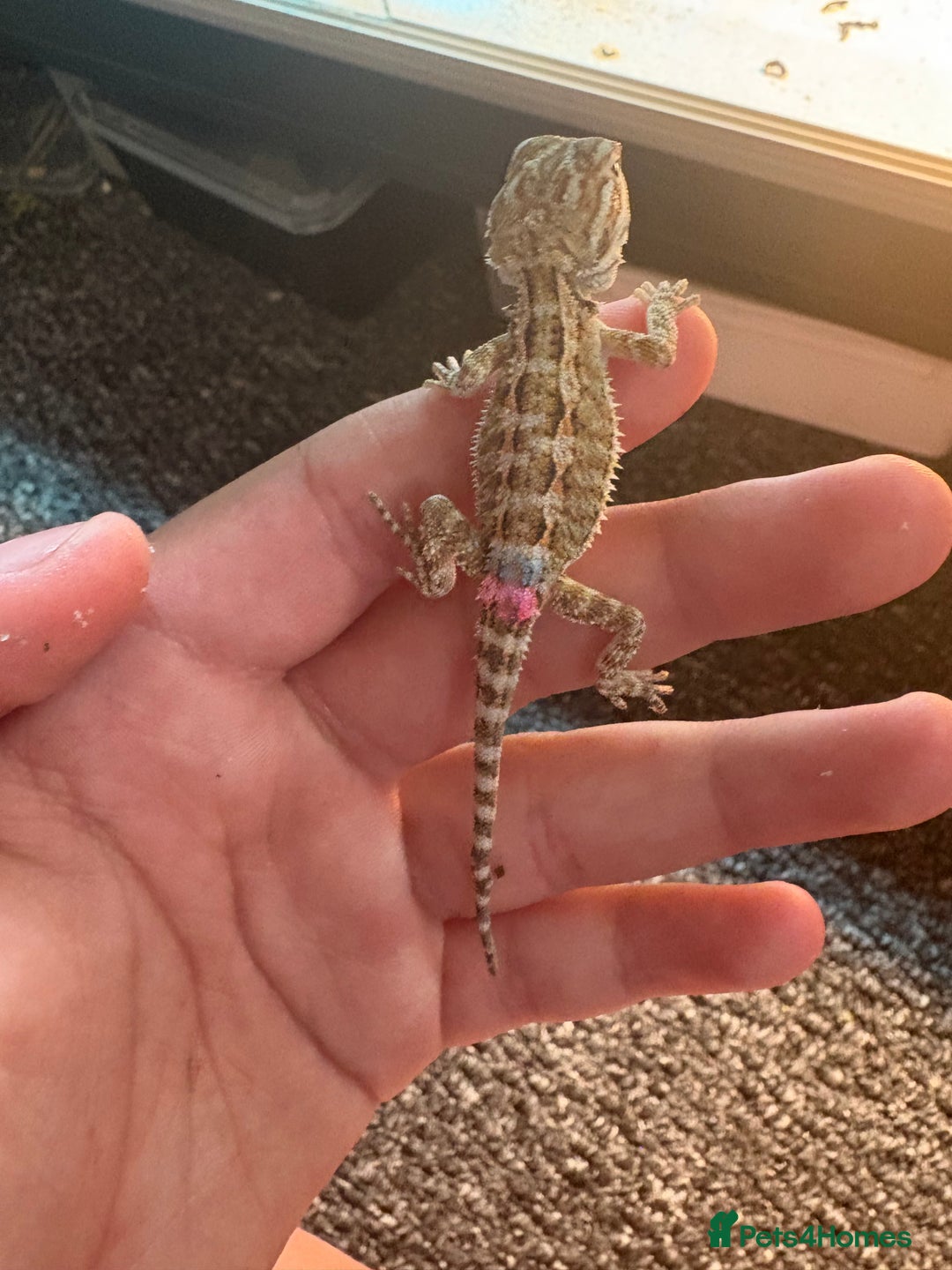 Dragon reptiles for sale: Viticans dragon - Image 13