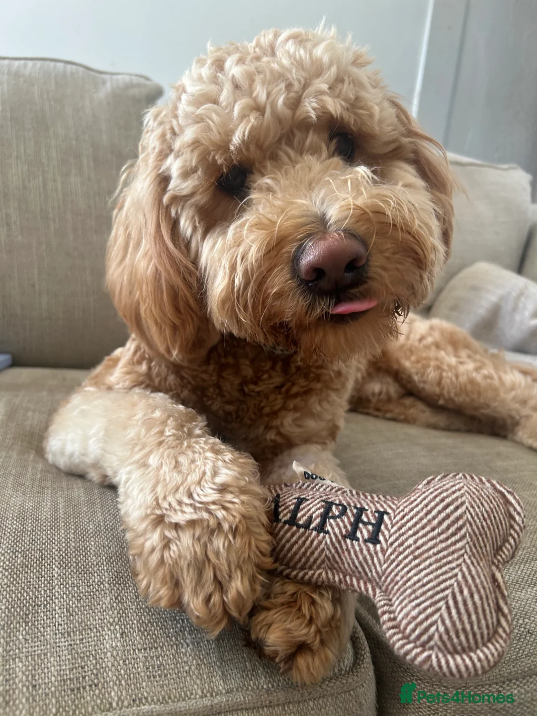 Goldendoodle dogs for sale: Goldendoodle Rehome - Advert 3