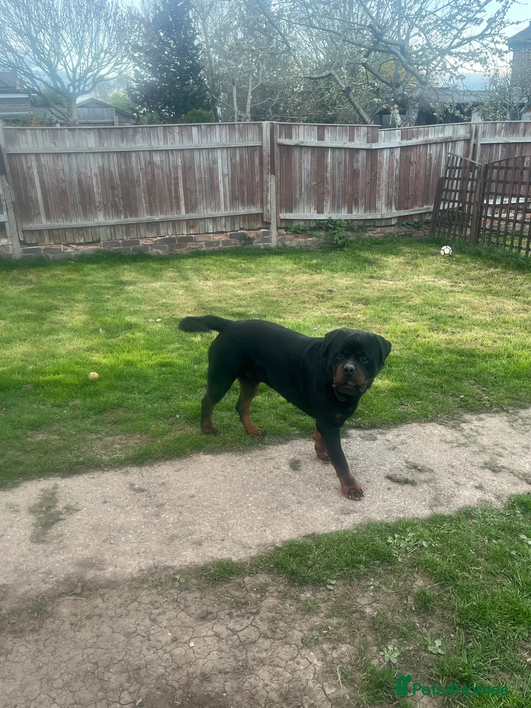 Rottweiler dogs for stud: Large KC registered Rottweiler to stud in Derby - Advert 4
