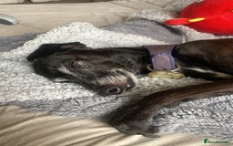 Italian Greyhound dogs for sale: Classic Italian greyhound babies  - Image 17