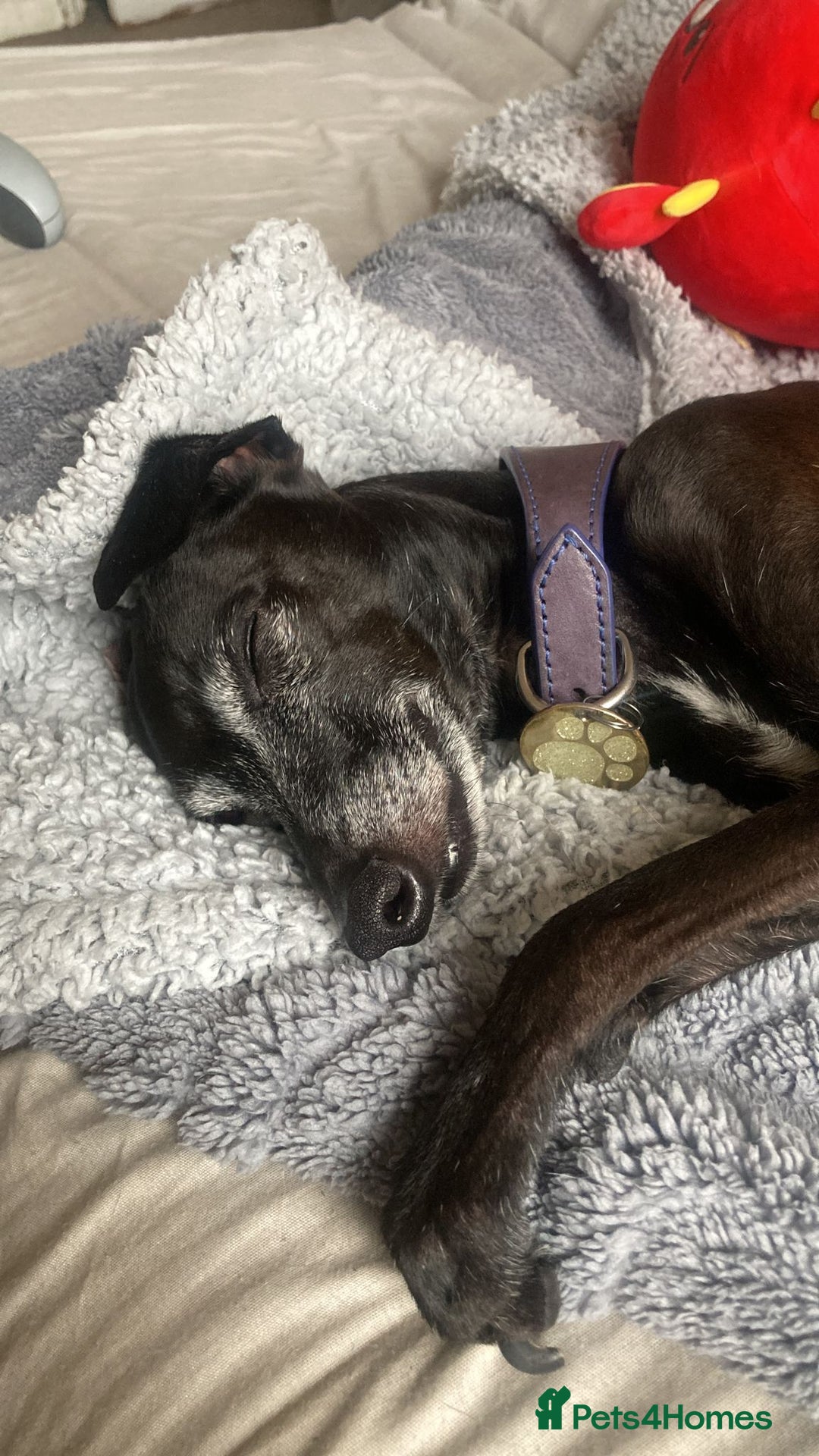 Italian Greyhound dogs for sale: Classic Italian greyhound babies  - Image 17
