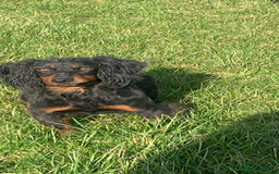 Cockapoo dogs for sale: Cockapoo puppies F1 READY TO LEAVE 🏡🥰 in Leicester - Image 33