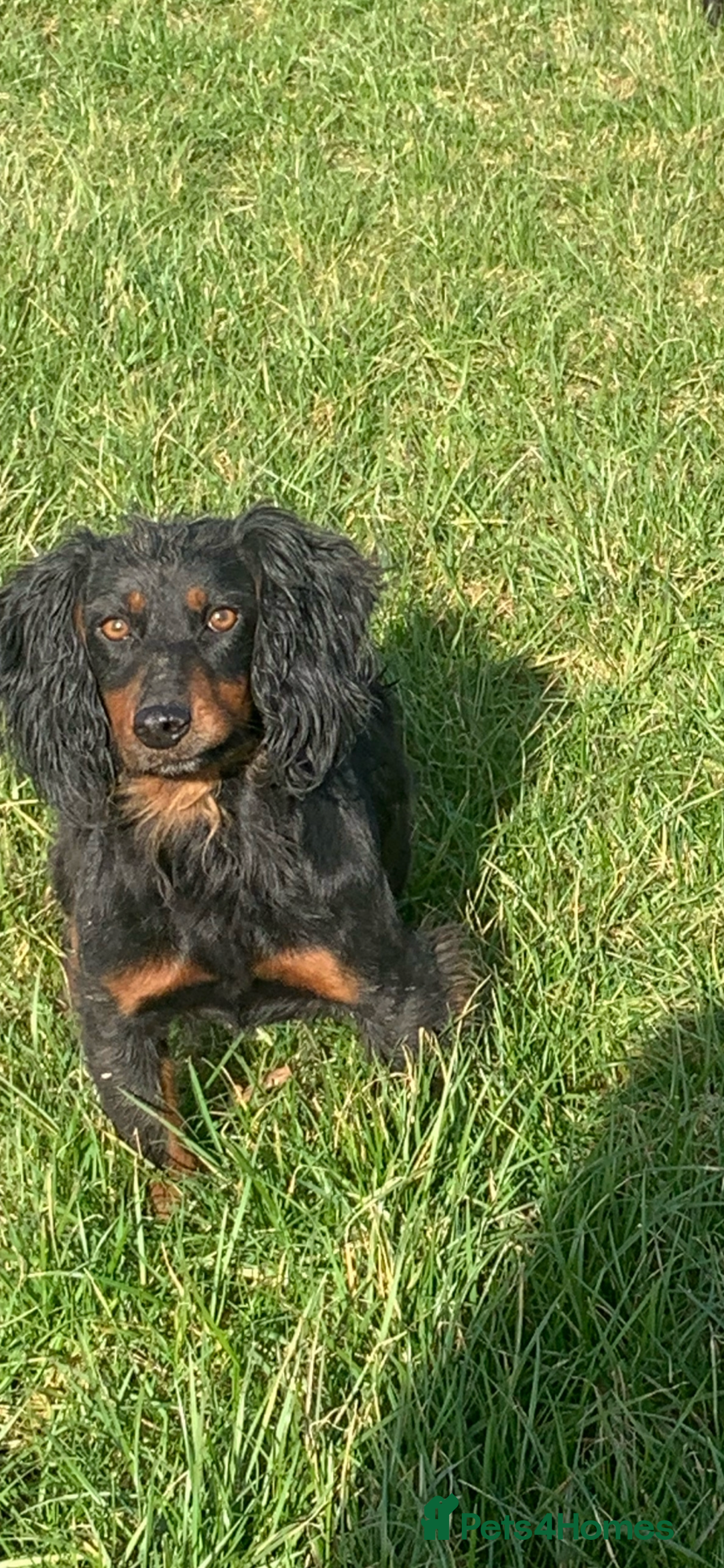 Cockapoo dogs for sale: Cockapoo puppies F1 READY TO LEAVE 🏡🥰 in Leicester - Image 33