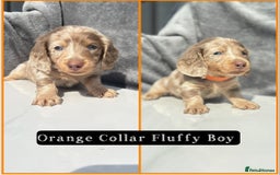 Miniature Dachshund dogs for sale: Ready to leave in 2 weeks - 7 miniature dachshunds - Image 1