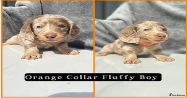 Miniature Dachshund dogs - Advert 9