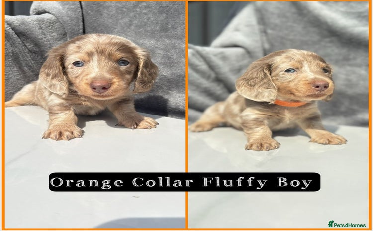 Miniature Dachshund dogs - Advert 8