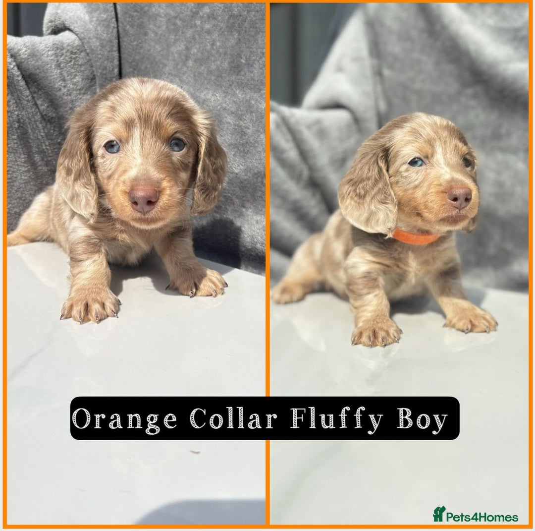 Miniature Dachshund dogs for sale: Ready to leave in 2 weeks - 7 miniature dachshunds - Image 1