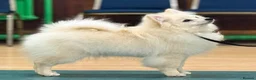 German Spitz dogs for sale: *** Beautiful Cream German Spitz *** - Advert 2