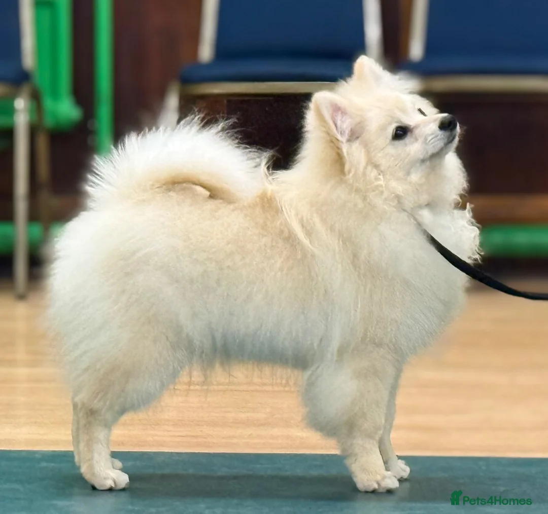 German Spitz dogs for sale: *** Beautiful Cream German Spitz *** - Advert 2