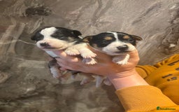 Parson Russell dogs for sale: Gorgeous Parson x Jack Russell’s  - Image 4